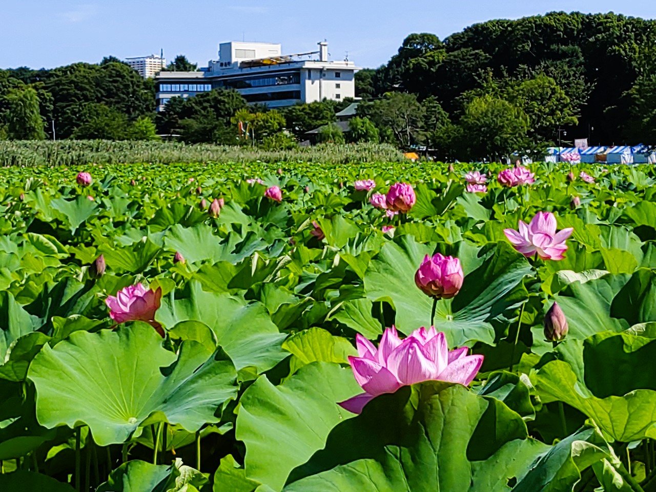 🏞️ 시노바즈 연못(시노바즈노이케) 이미지 1